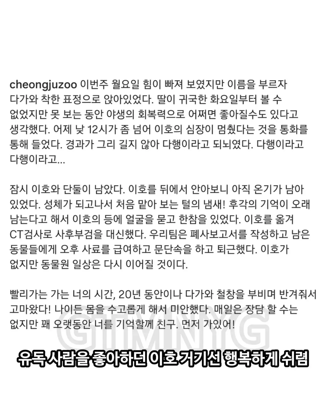 사람 좋아하던 청주동물원 호랑이 이호.jpg