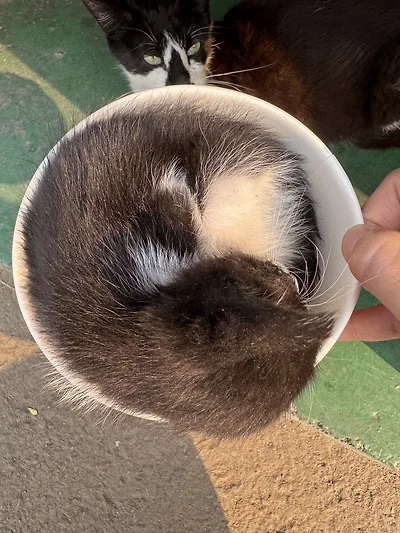 공장 고양이 새끼 낳았는데 이거 봐...jpg