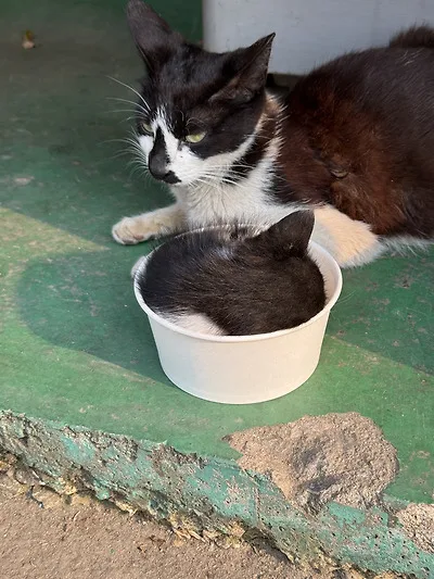 공장 고양이 새끼 낳았는데 이거 봐...jpg