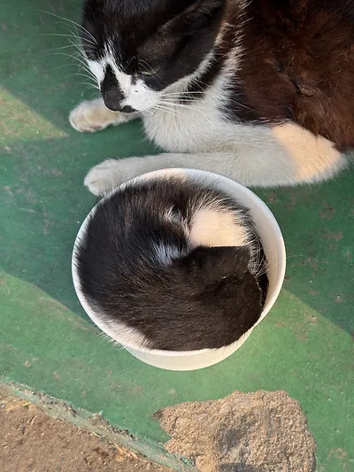 공장 고양이 새끼 낳았는데 이거 봐...jpg