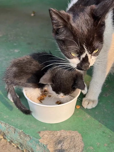 공장 고양이 새끼 낳았는데 이거 봐...jpg
