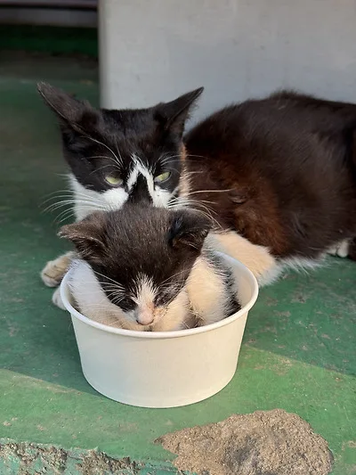 공장 고양이 새끼 낳았는데 이거 봐...jpg