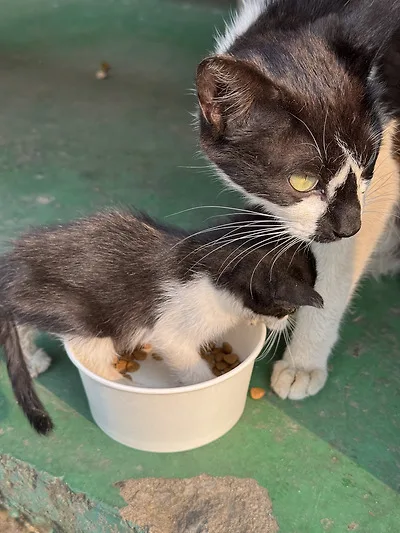 공장 고양이 새끼 낳았는데 이거 봐...jpg