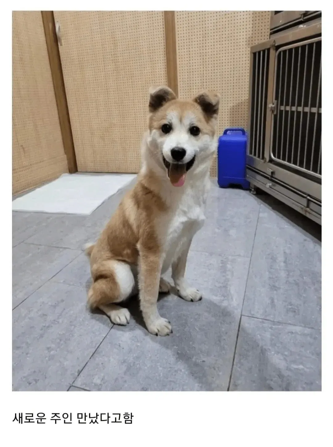 비 맞고 있던 유기견 입양