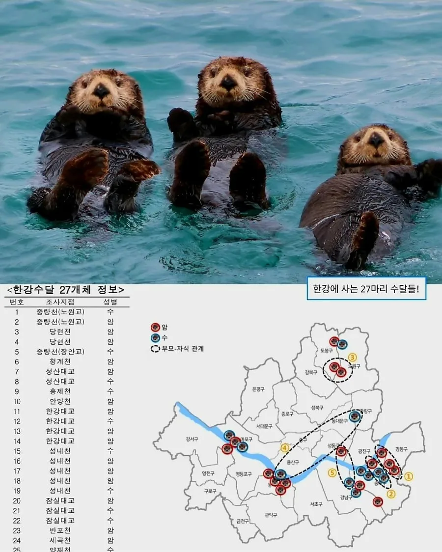한강에 서식하는 수달27마리의 족보를 모두 꿰고있다는 국립생물자원관