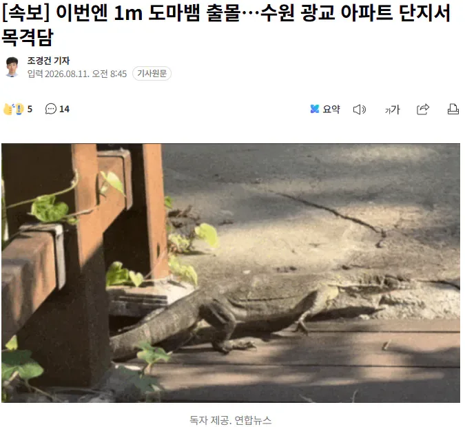 이번엔 1m 도마뱀 출몰…수원 광교 아파트 단지서 목격담