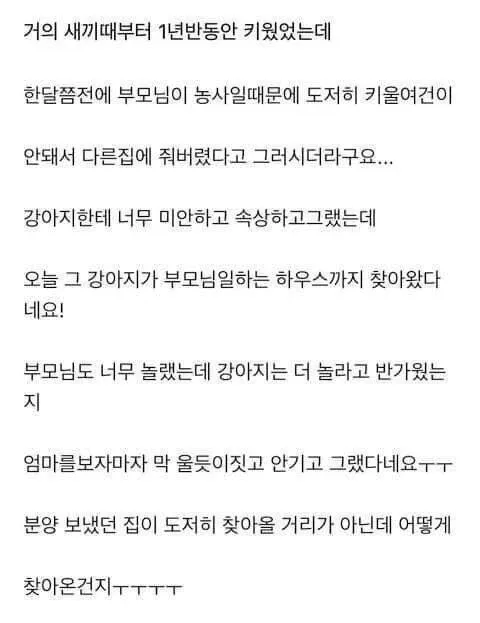 입양 보냈던 강아지가 제 발로 돌아왔다.jpg