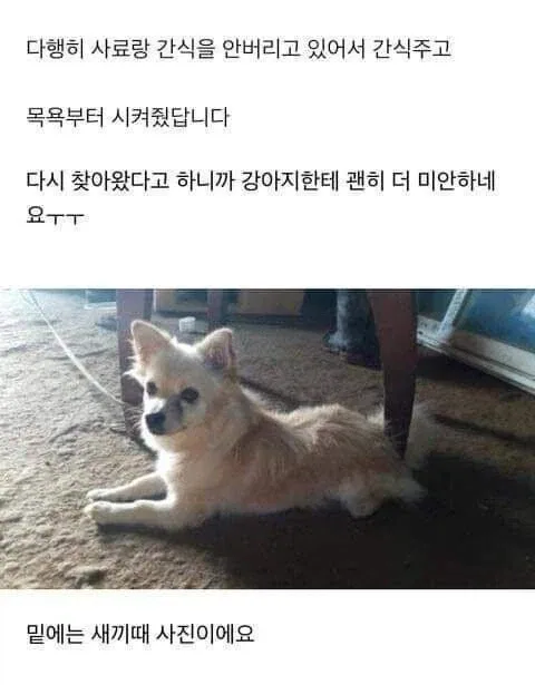 입양 보냈던 강아지가 제 발로 돌아왔다.jpg