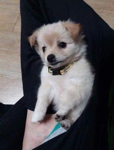 입양 보냈던 강아지가 제 발로 돌아왔다.jpg