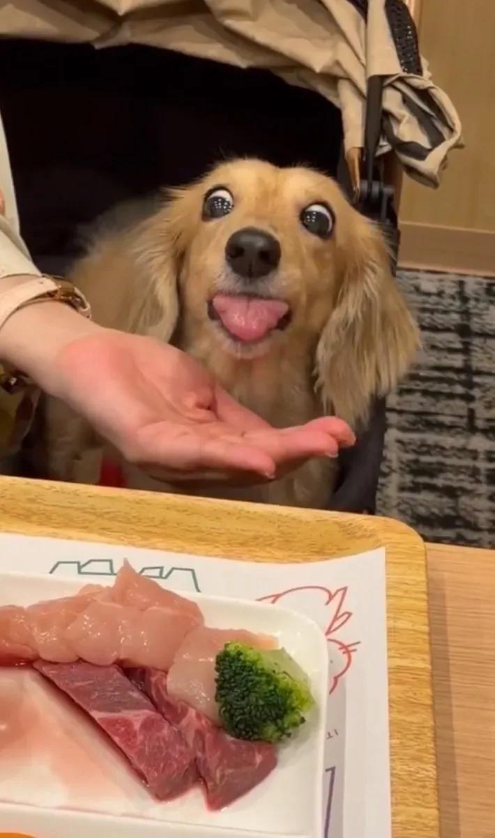 멍멍이 전용 삼겹살을 맛본 개의 표정