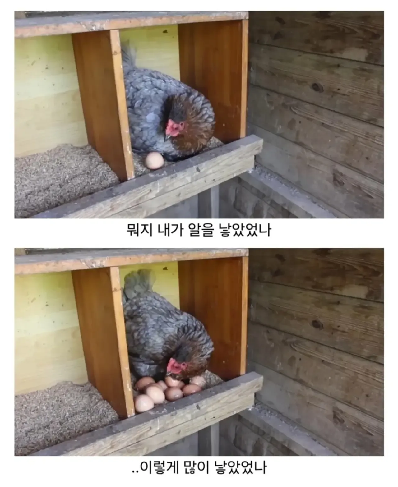 마트에서 사온 유정란을 닭에게 줘보았다