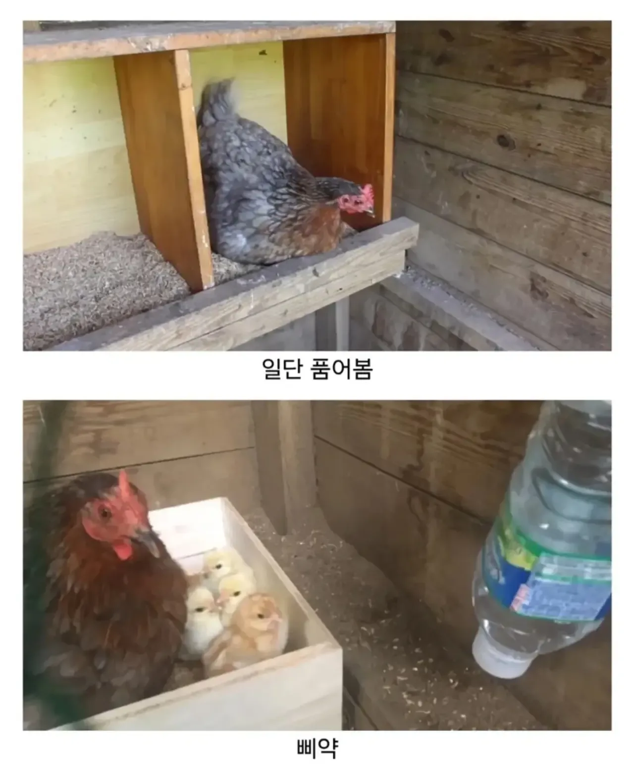 마트에서 사온 유정란을 닭에게 줘보았다