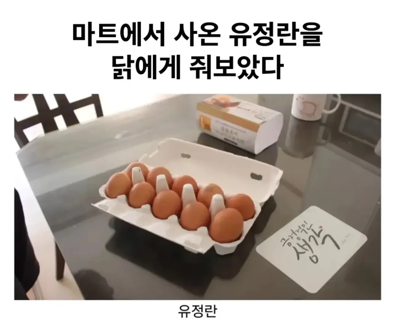 마트에서 사온 유정란을 닭에게 줘보았다