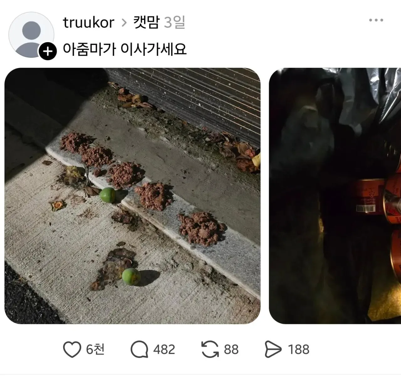 임자 제대로 만난 캣맘 ㅋㅋㅋ