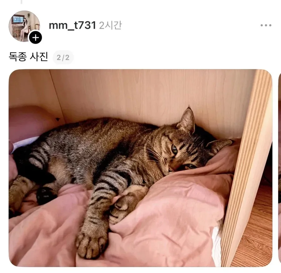 고양이 살 너무 찌우는 것도 학대다.jpg