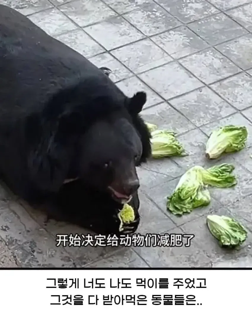 황당한 중국 동물원 대참사