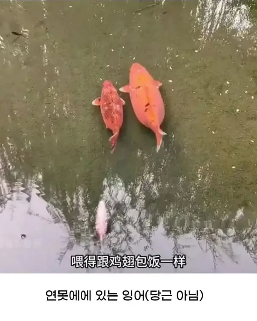 황당한 중국 동물원 대참사