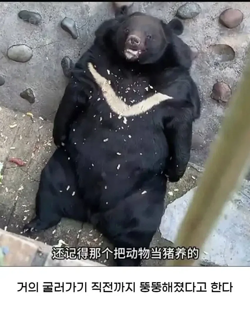 황당한 중국 동물원 대참사