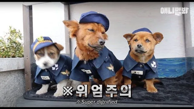 어떤 경찰의 특진 요령 ~~~~~~~~~~~