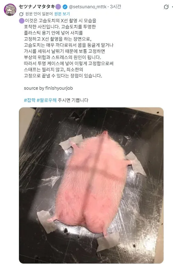 고슴도치 엑스레이 찍는 법