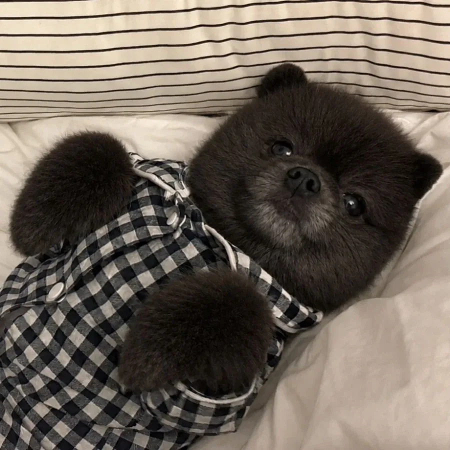 우리집 강아지가 다크면 어떨지 보여줘
