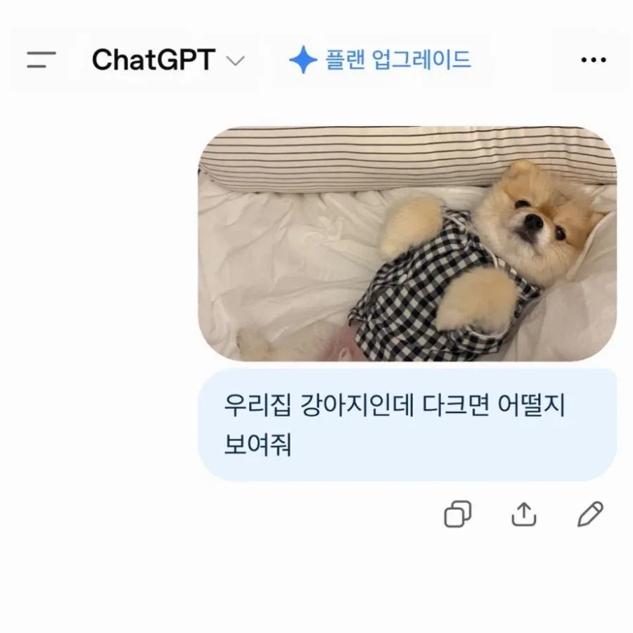 우리집 강아지가 다크면 어떨지 보여줘