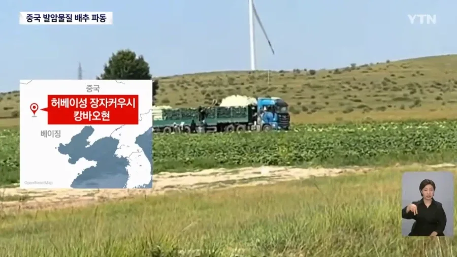 중국 '발암물질 배추' 파동