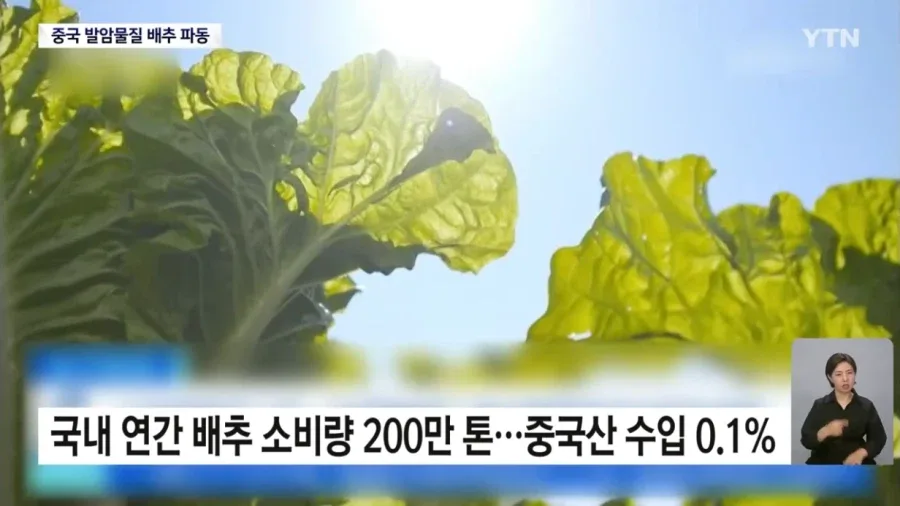 중국 '발암물질 배추' 파동