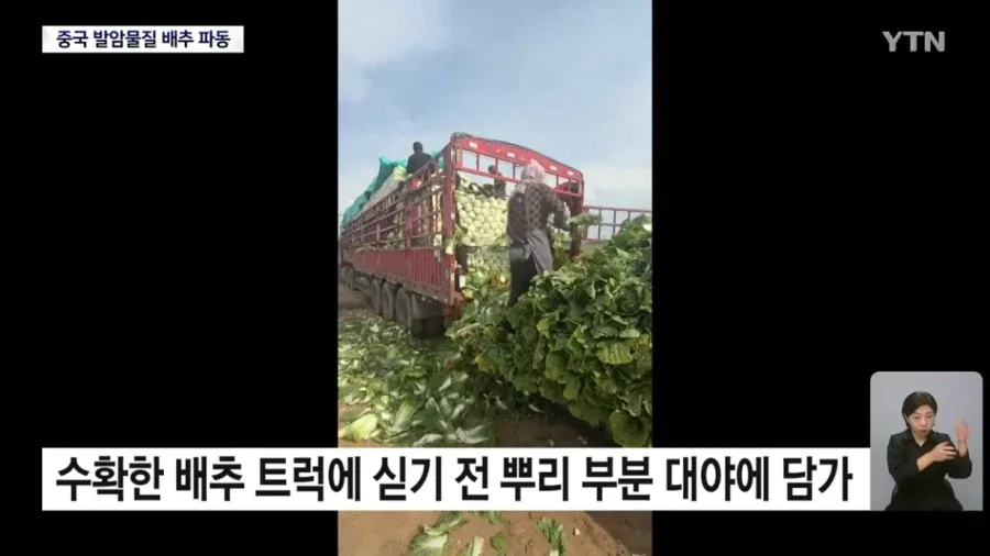 중국 '발암물질 배추' 파동