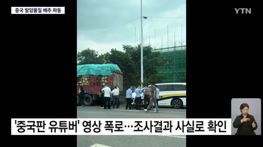 중국 '발암물질 배추' 파동