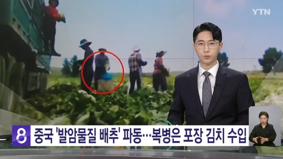 중국 '발암물질 배추' 파동
