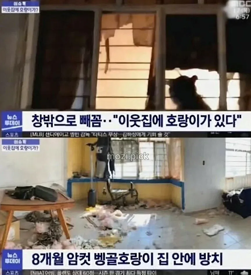 그림자 보고 집에 호랑이 있다고 신고.jpg
