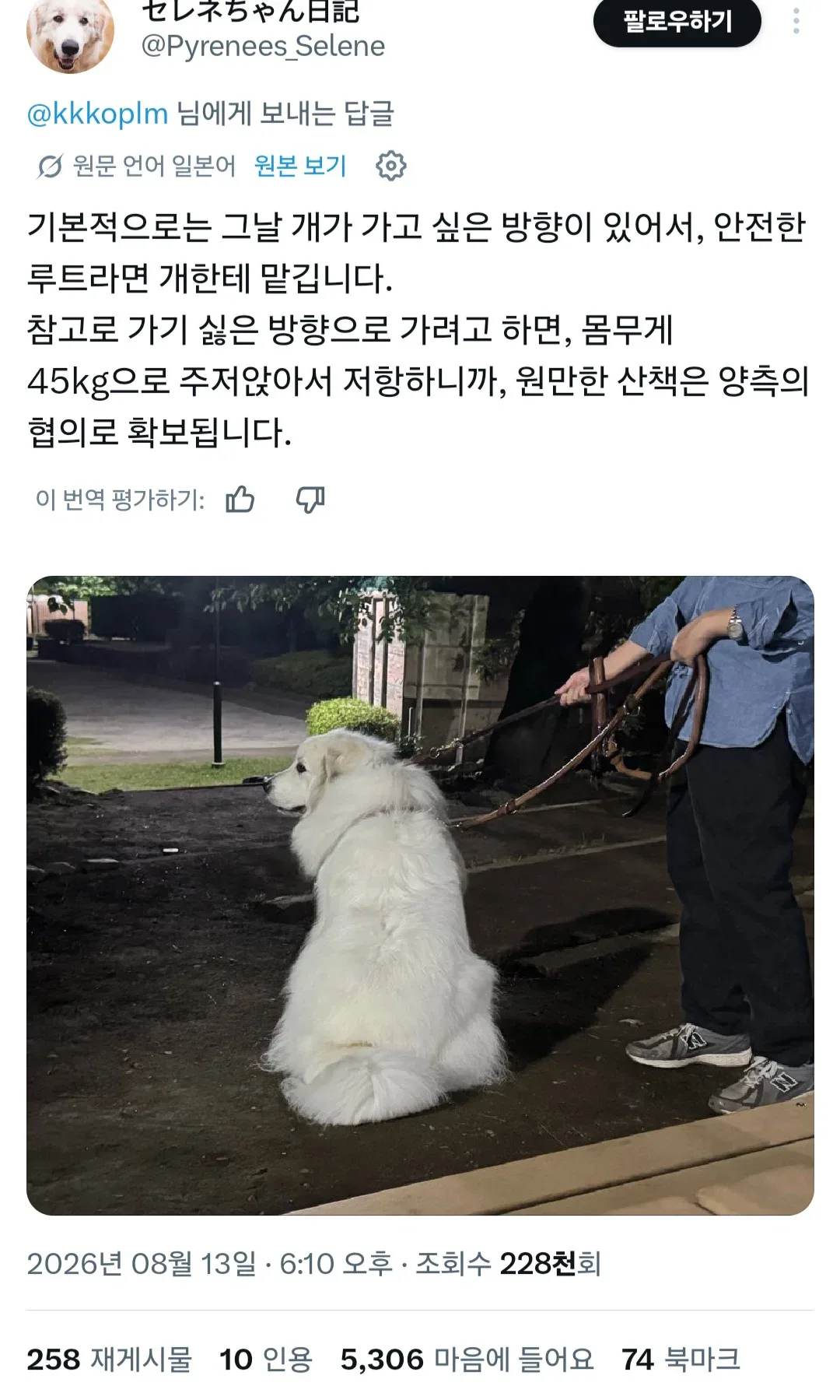 강아지 산책 코스는 어떻게 정하나요? 강아지랑 상의하나?