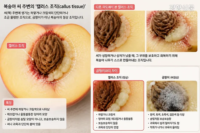 복숭아 자르다가 ‘씨에 핀 곰팡이’ 발견…과육은 멀쩡한데 먹어도 될까