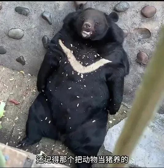사료 민영화한 동물원의 최후