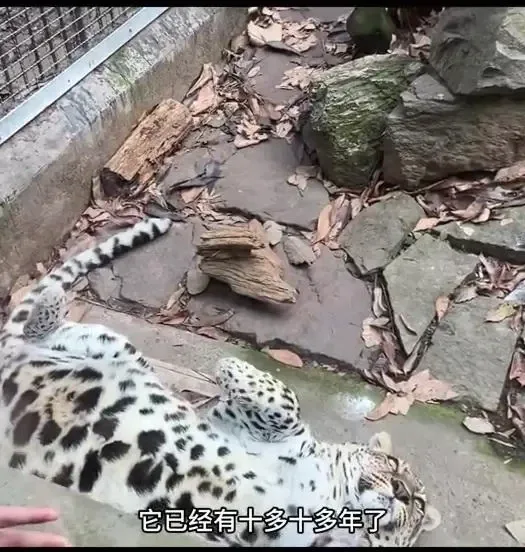 사료 민영화한 동물원의 최후