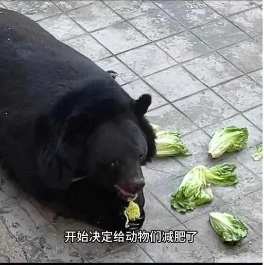 사료 민영화한 동물원의 최후