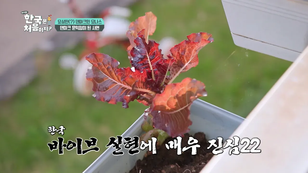 한국을 너무 좋아하는 덴마크인.jpg