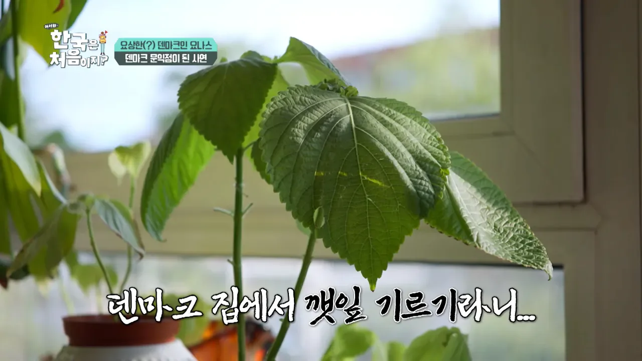 한국을 너무 좋아하는 덴마크인.jpg