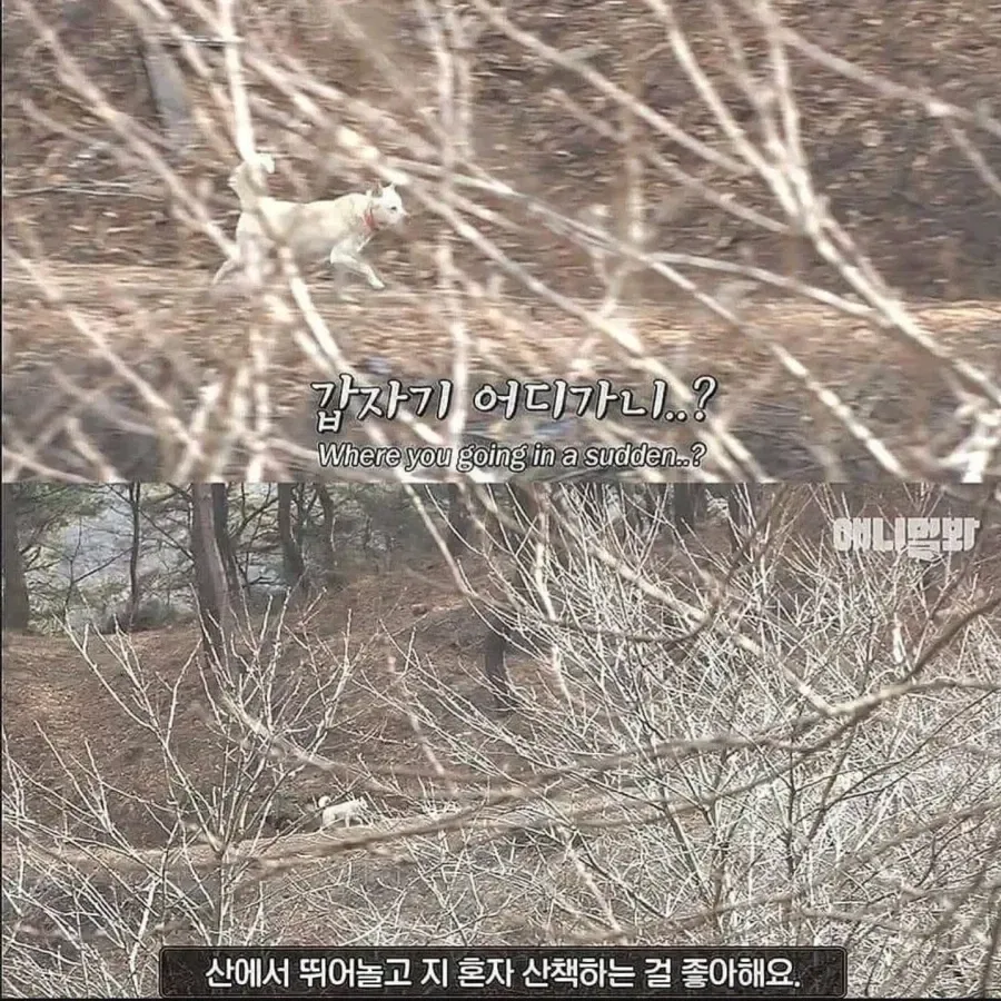 절에사는 개가 식탐이없는이유 .jpg