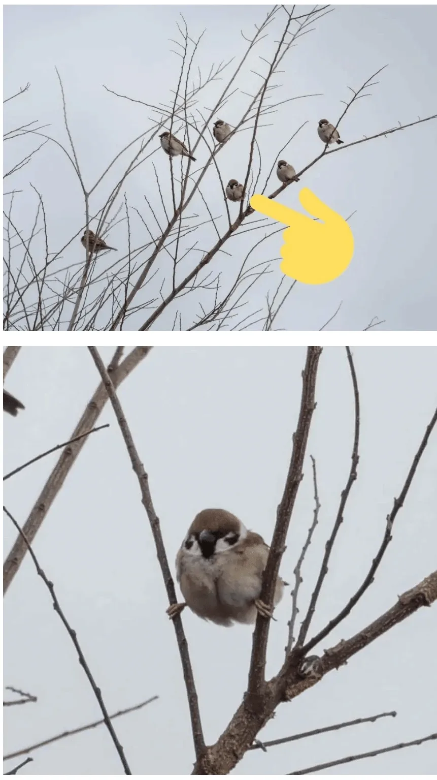 혼자만 이상하게 앉아있는 참새