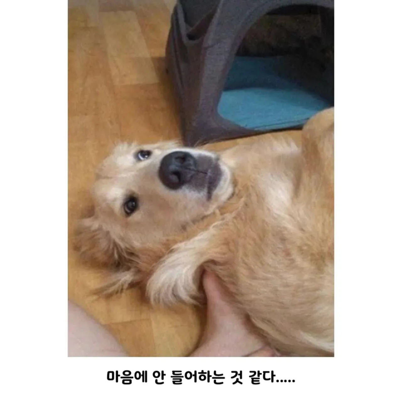 강아지집 쉽게 만드는 방법