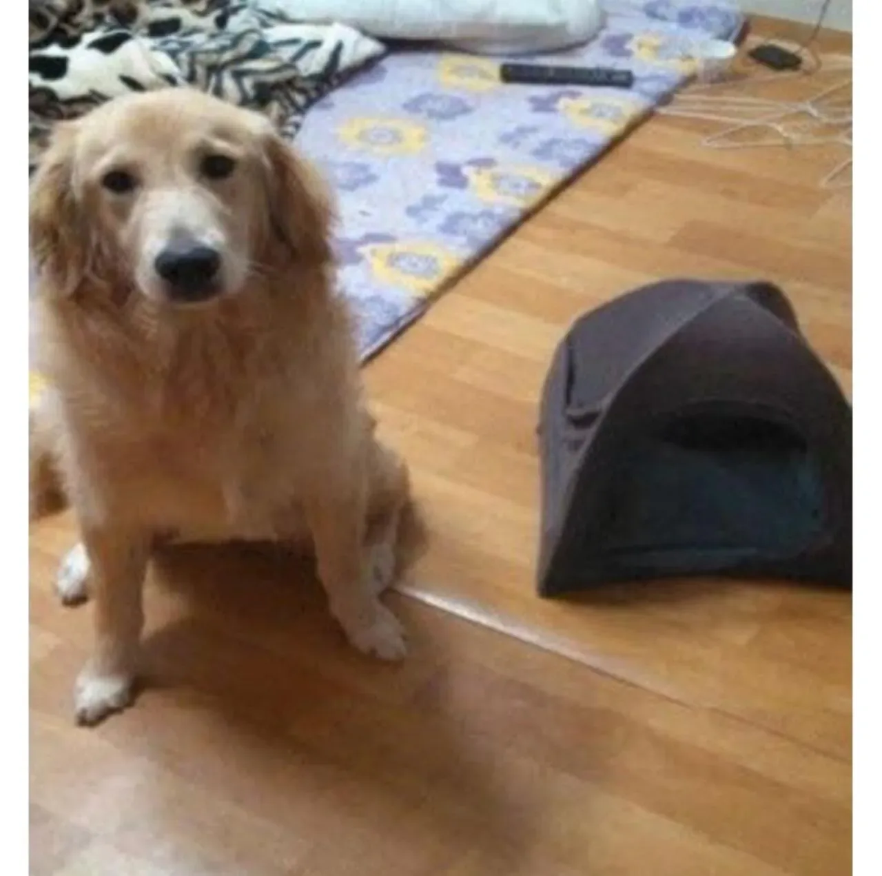 강아지집 쉽게 만드는 방법