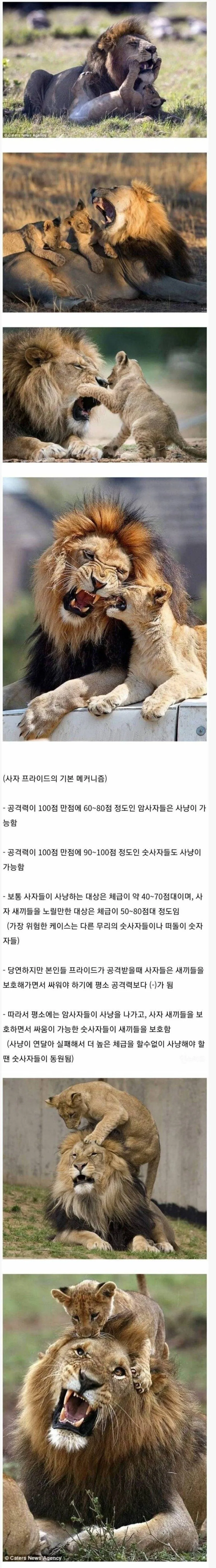 숫사자들이 사냥 나가지 않는 이유.jpg