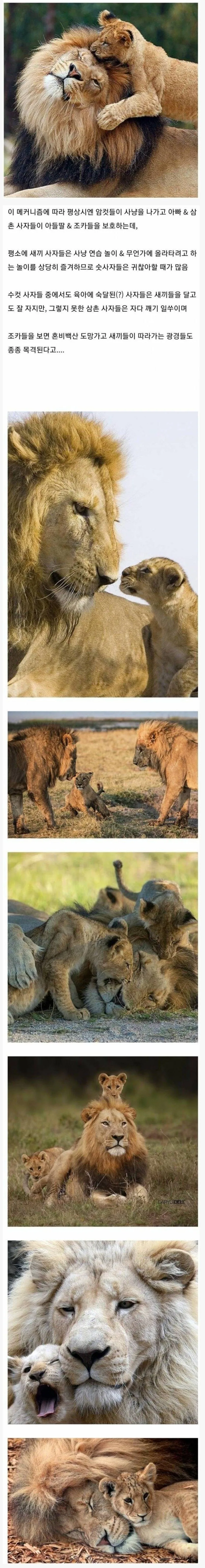 숫사자들이 사냥 나가지 않는 이유.jpg