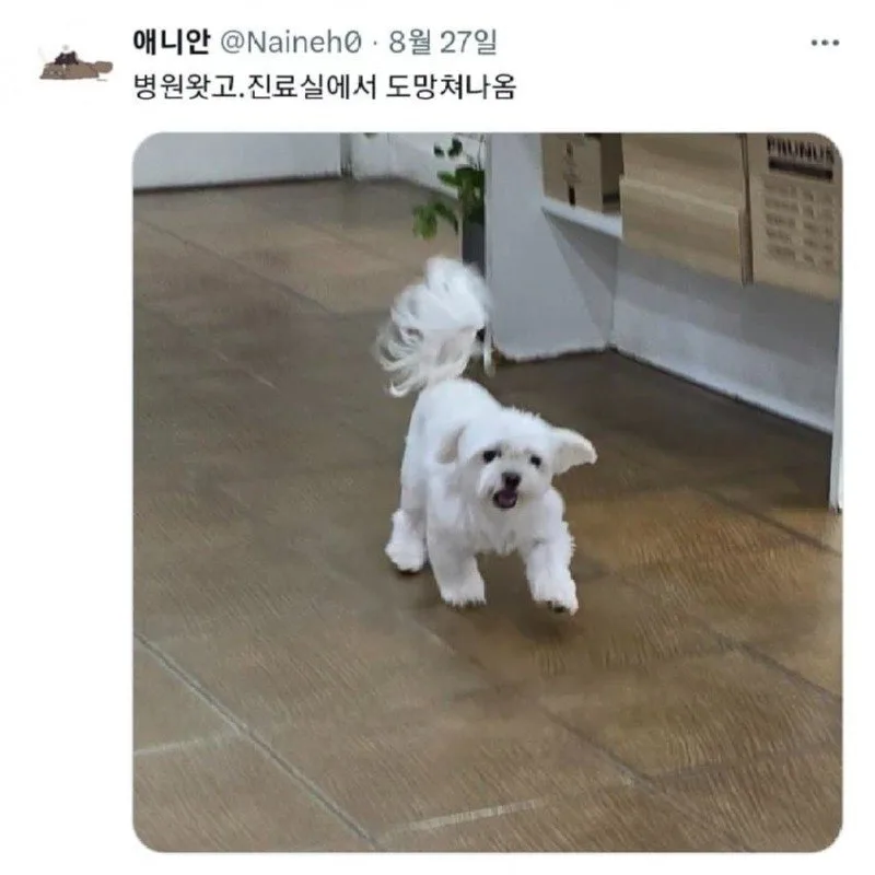 진료실에서 도망나온 댕댕이.jpg