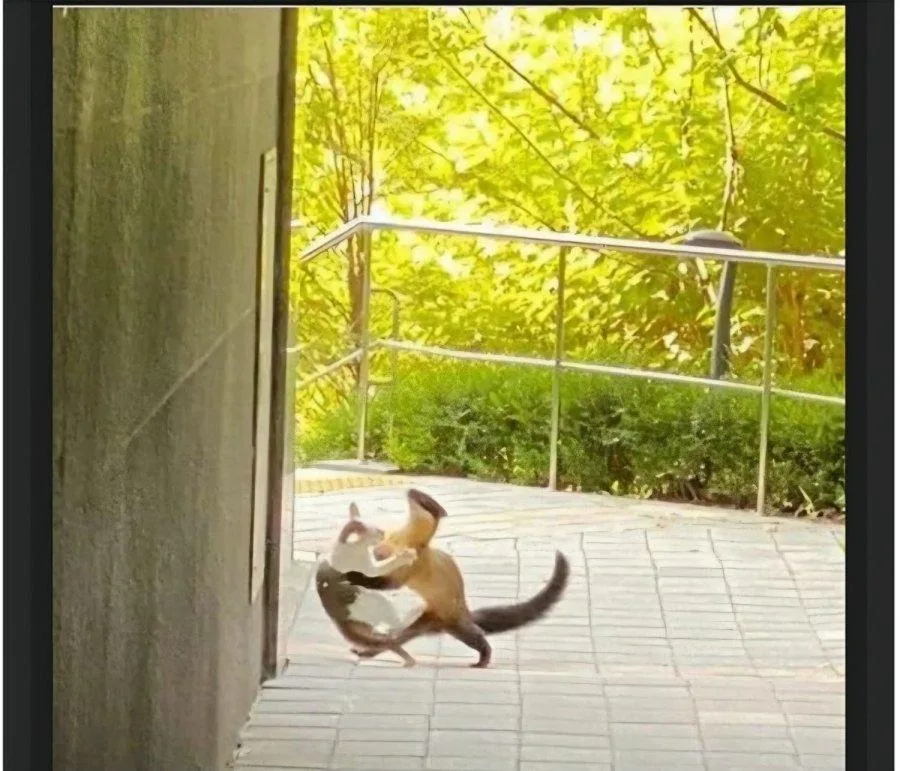 캣맘 발작, 길냥이 헌터 등장