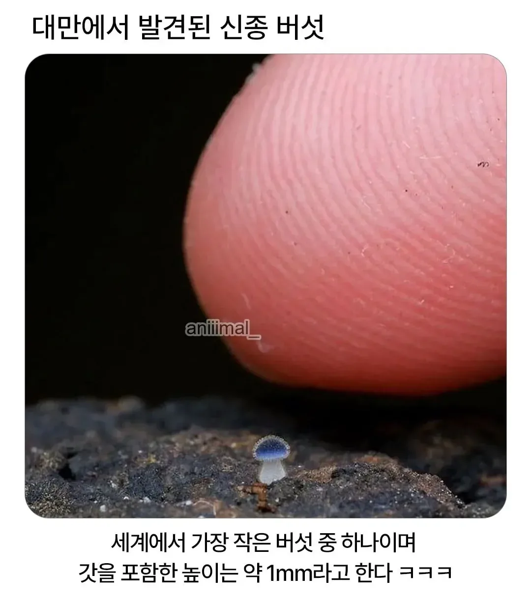 대만에서 발견된 신종버섯