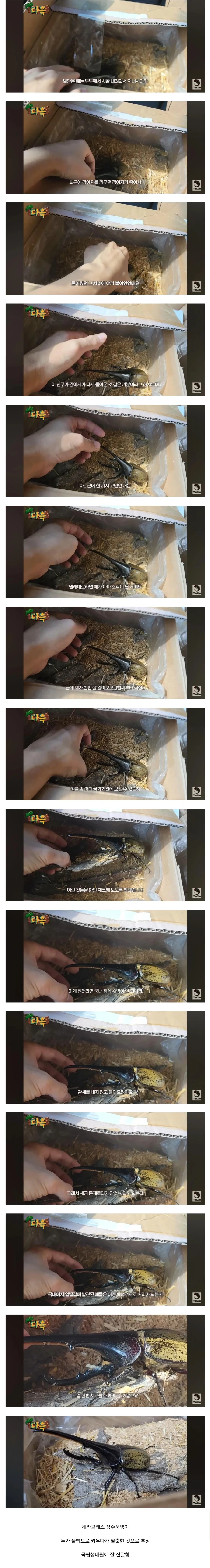 우리나라 야생에서 잡힌 희귀 곤충.jpg