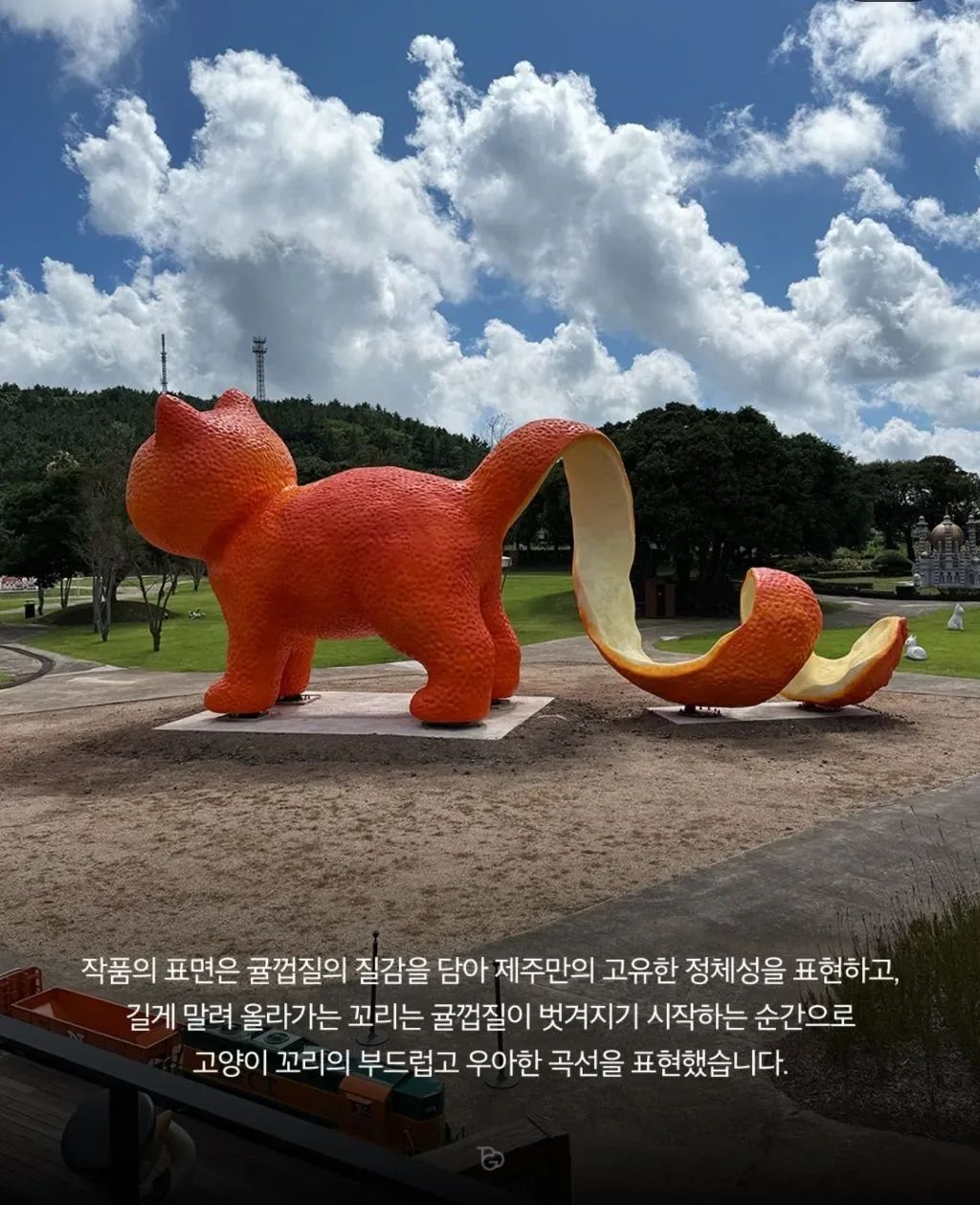 제주도에 나타난 거대 귤냥이(탠저린 캣)